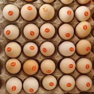 

telur kampung omega 3