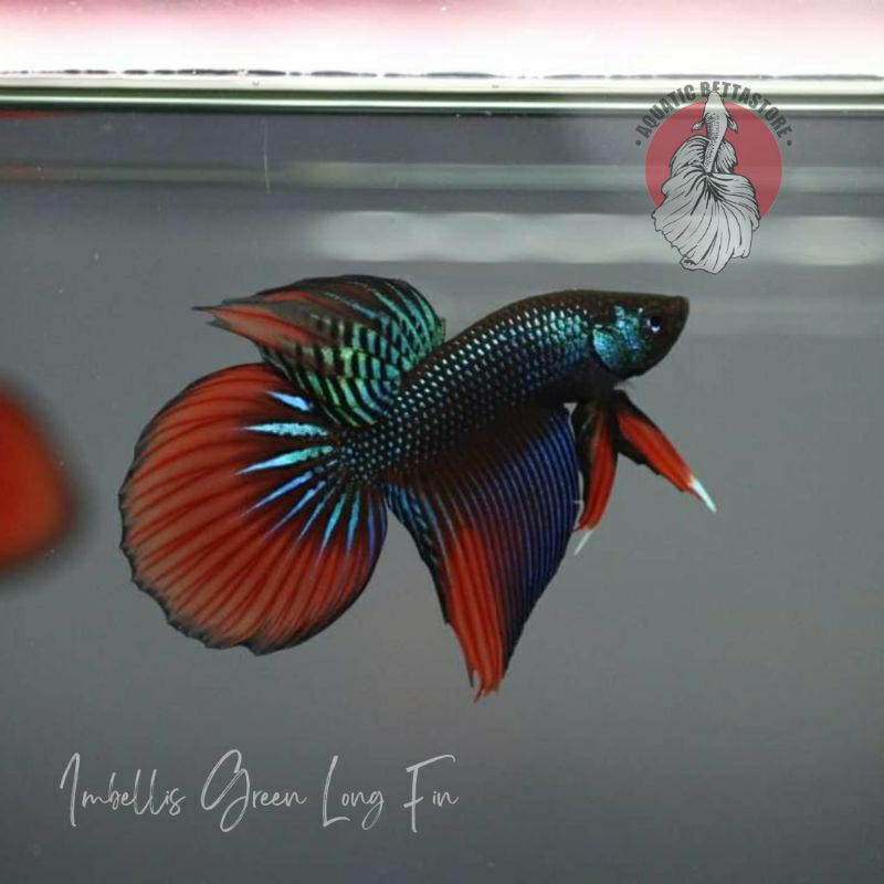wild betta imbellis green long fin