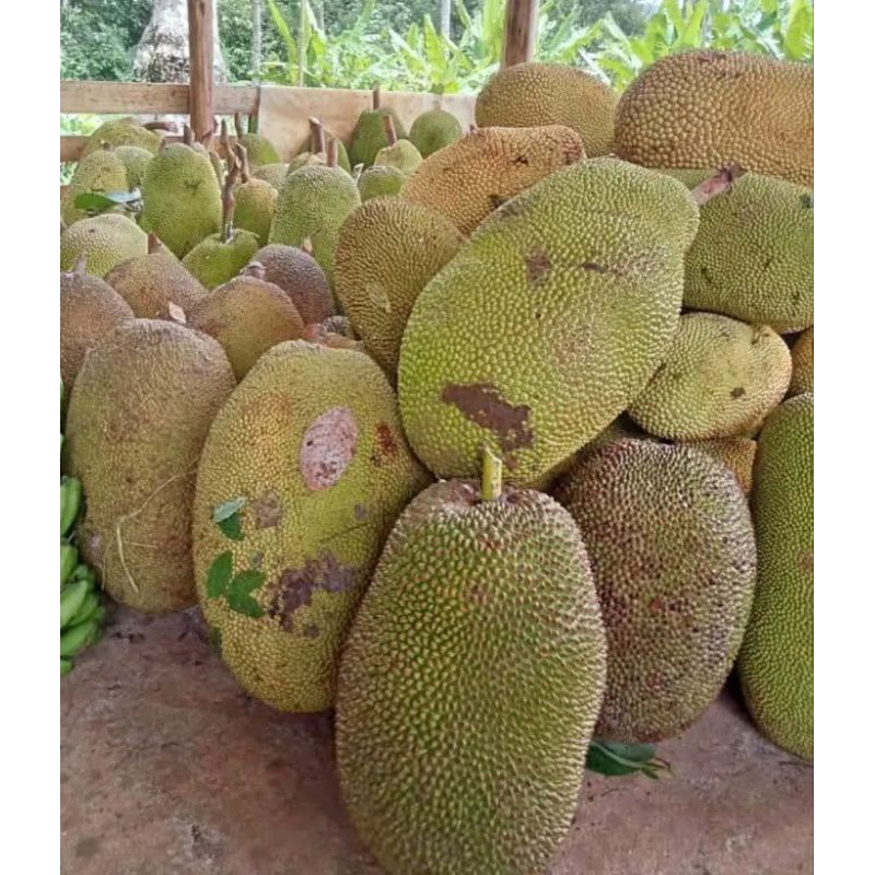 

NANGKA JAWA UTUH MATANG 1 BUAH