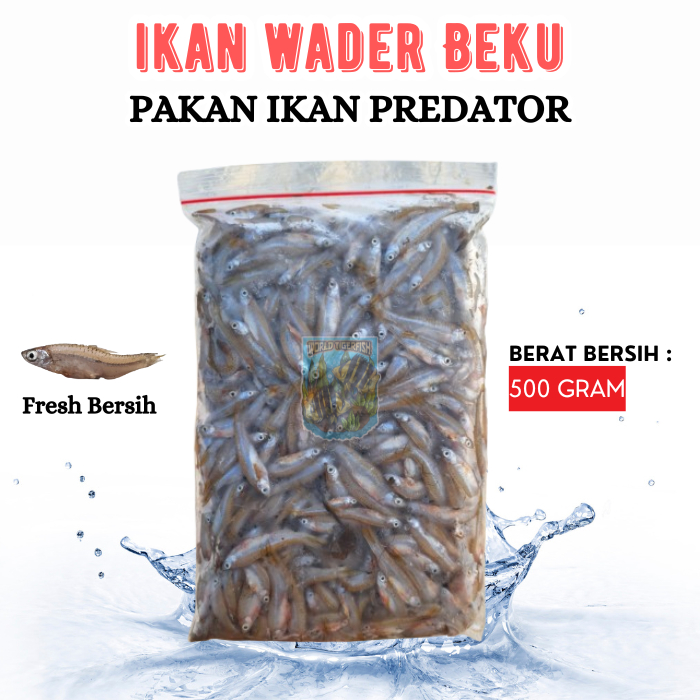 Ikan Wader Beku Wader Pakan Predator 500gr Pakan Ikan Predator Wader Segar Pakan Arwana