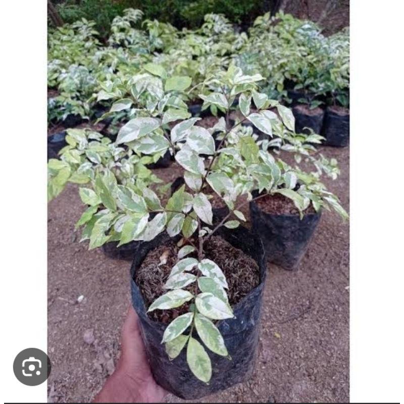 bibit anting putri varigata