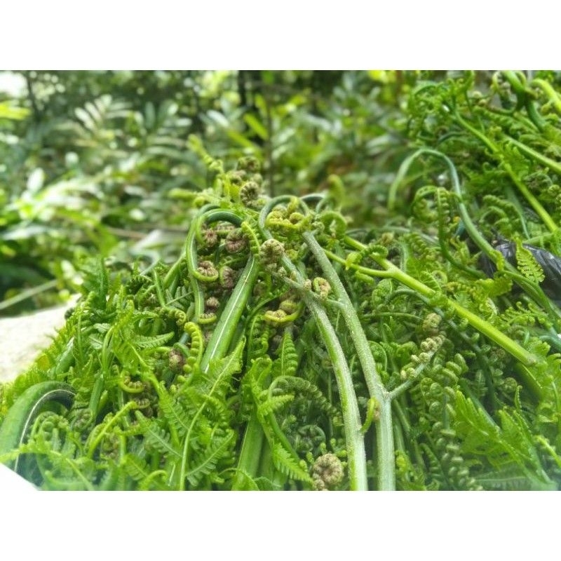 

Pakis sayur segar pakis sayur super baru di petik 250 gram