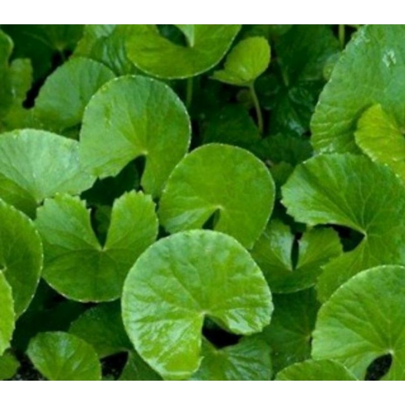 

Daun pegagan/Daun antanan