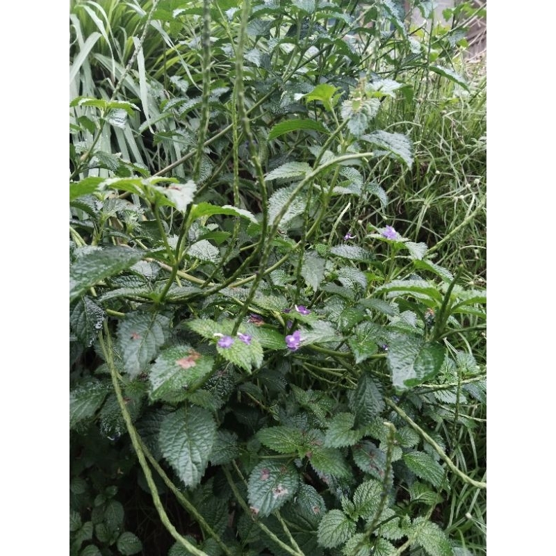 

daun pecut kuda/daun jarong fress 1kg