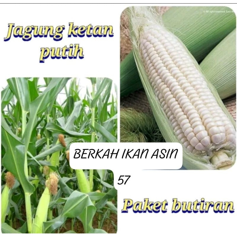 

OBRAL MURAH!!!500g BENIH JAGUNG PUTIH KETAN PULUT FRES PRIMIUM