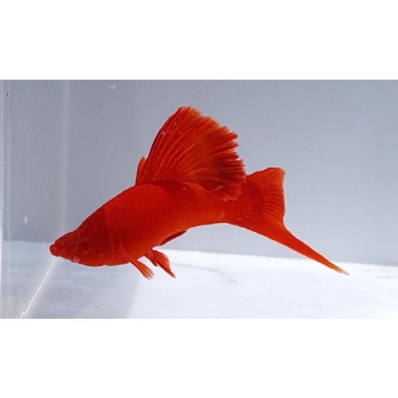 IKAN HIAS AQUASCAPE PLATY BLOOD RED / RED BLOOD