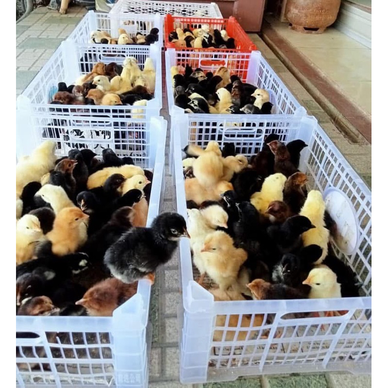 

TELUR FERTIL AYAM AK TARI SPEED BRODING UNTUK DI TETASKAN