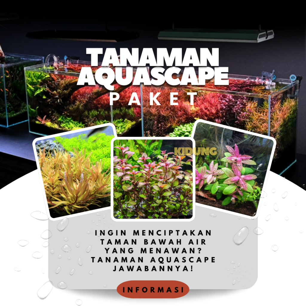 Paket Lengkap Tanaman Aquascape low light &  Tanpa co2
