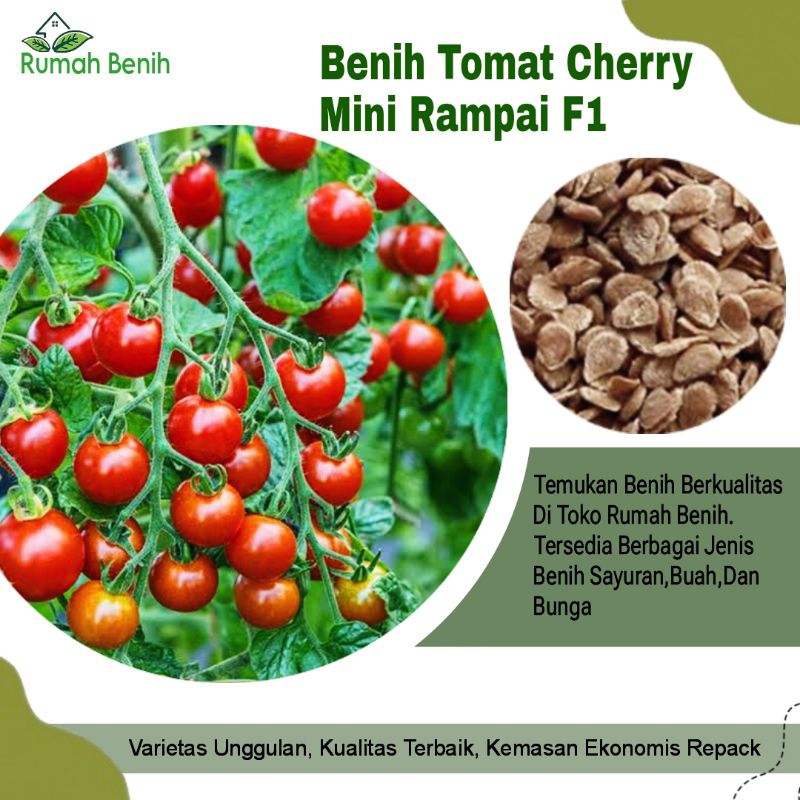 Benih Tomat Cherry Mini Rampai / Bibit Tomat Cherry Rampai / Bjji Benih Tomat cherry Mini / Benih Sa