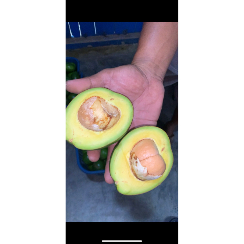 

Alpukat mentega super