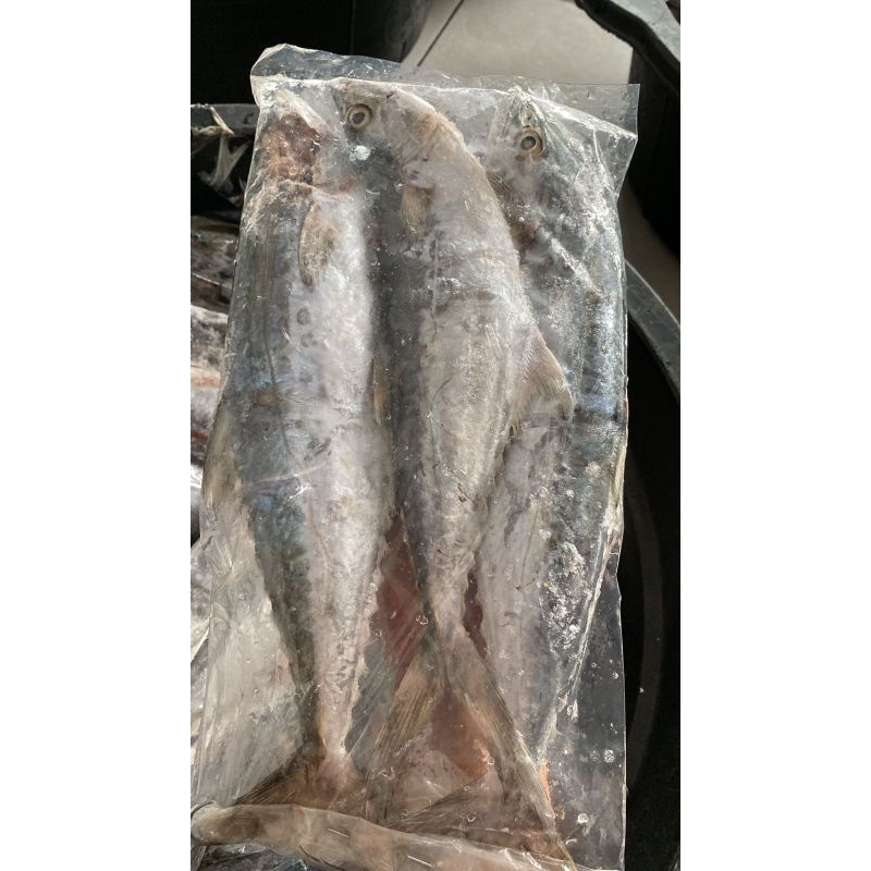 

ikan tenggiri 3 ekor