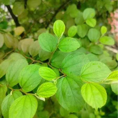 

Daun Bidara Arab (Sidr) Segar & Fresh Langsung Dipetik Ketika ada Orderan