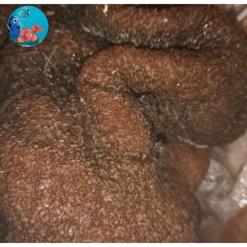 

Babatkambingbersihsiapmasak1kg