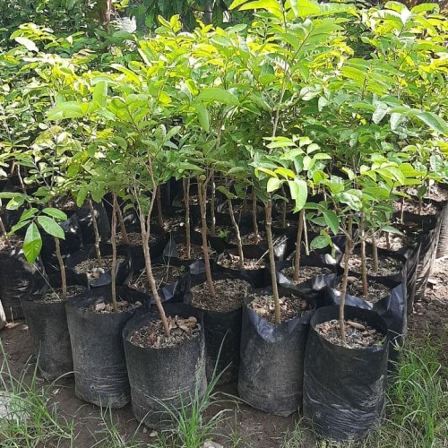 Bibit Pohon Buah Kelengkeng Lengkeng Klengkeng Matalada Besar Super Unggul