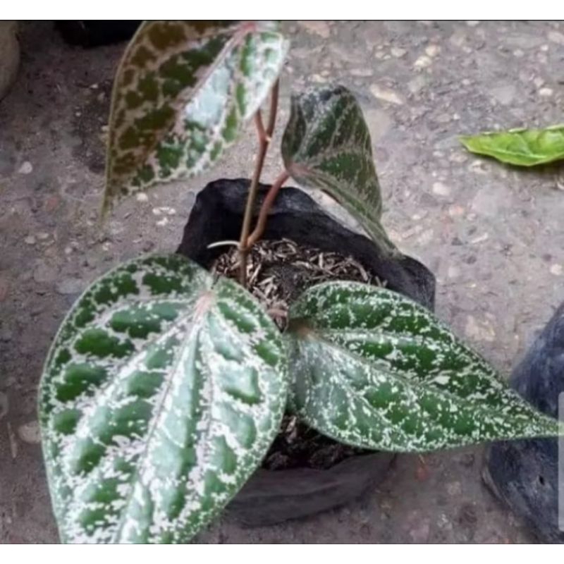 Bibit Sirih Merah - Bibit Daun Sirih Merah