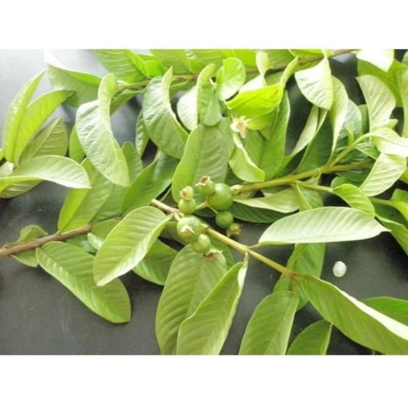 

daun jambu per lembar