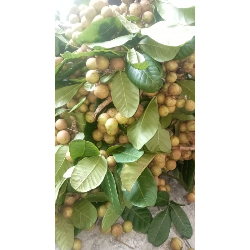 

Buah kosampih ready 1kg