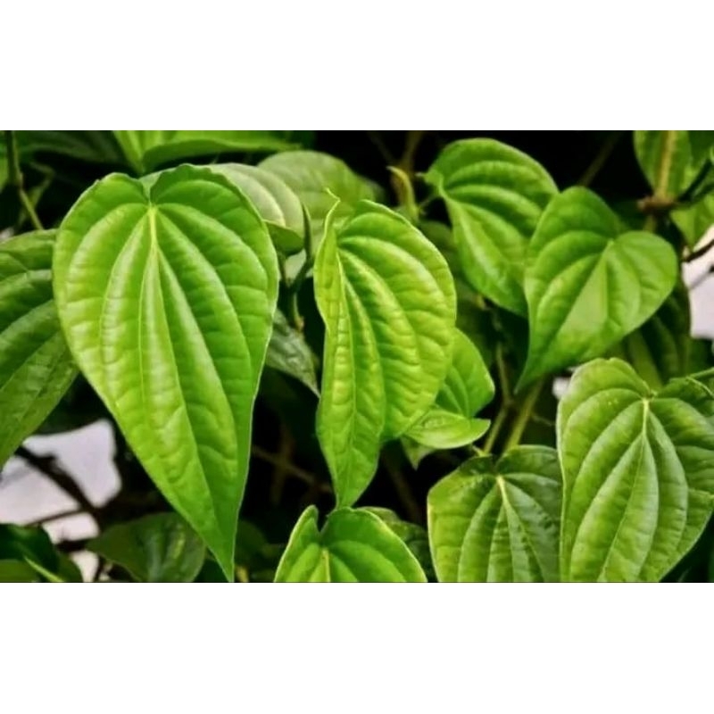 

DAUN SIRIH HIJAU SEREH HIJAU 10 LEMBAR