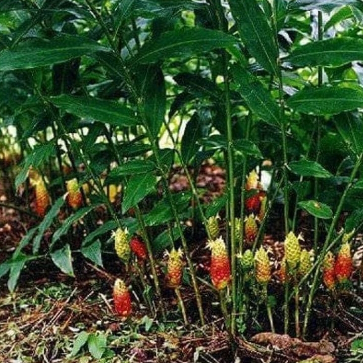 

Daun lempuyang/daun lampuyang segar 1kg