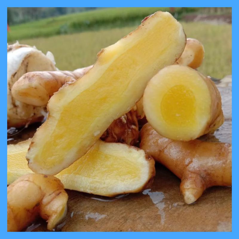 

Temu Mangga Segar 1kg