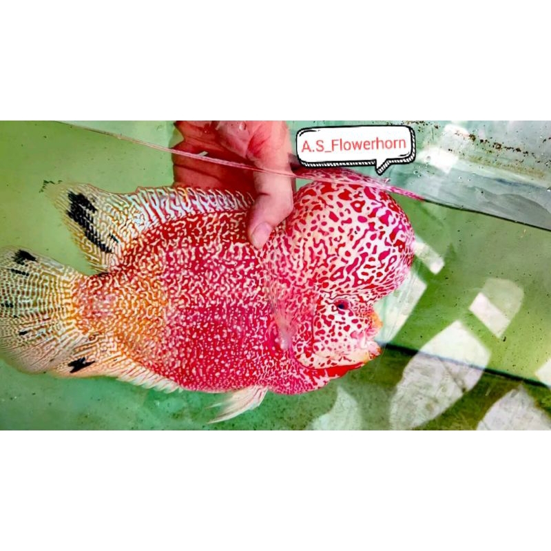 Burayak Louhan GoldenBase Cencu Thailand