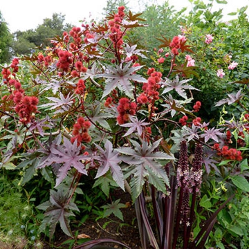 Daun Jarak Kepyar Merah 1 Kg / Daun Kaliki Merah / Daun Jarak Merah Bahan Ecoprint