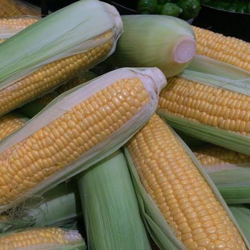 

{ 1 PCS } Jagung manis,madu ukuran besar/pilihan perbuah