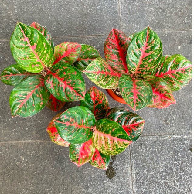 Black Wulandari ( Tanaman Hias Aglaonema / Aglonema )