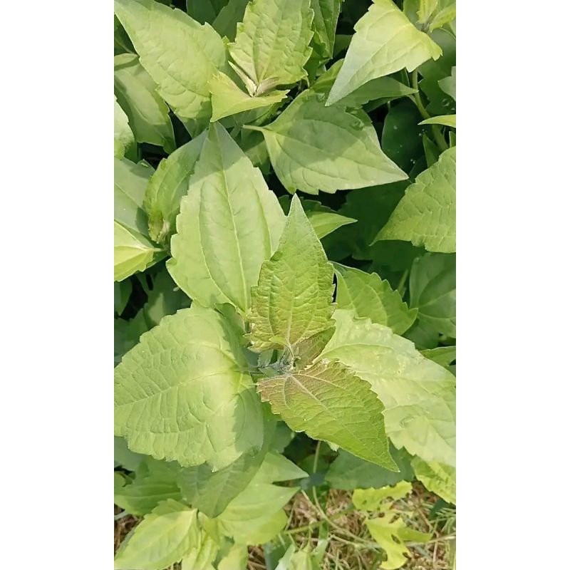 

Isi 500gr daun + batang blakacida/kirinyuh (Chromolaena odorata