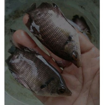 paket 10 ekor gurame soang ukuran  jari dewasa.