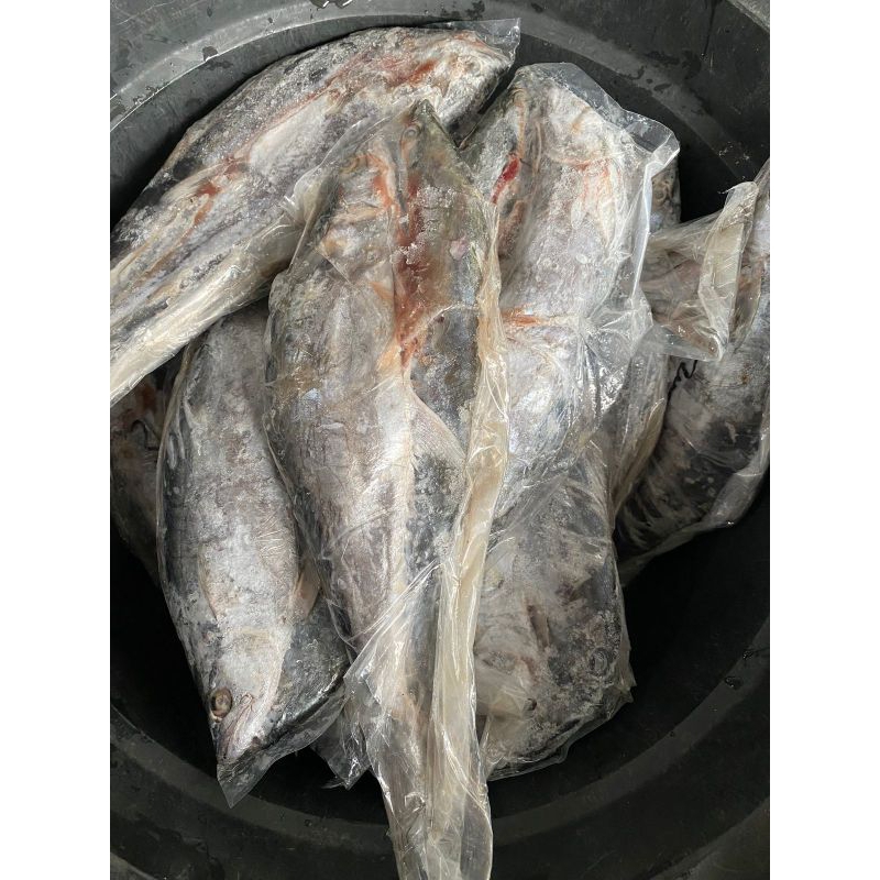 

ikan tenggiri 2 ekor
