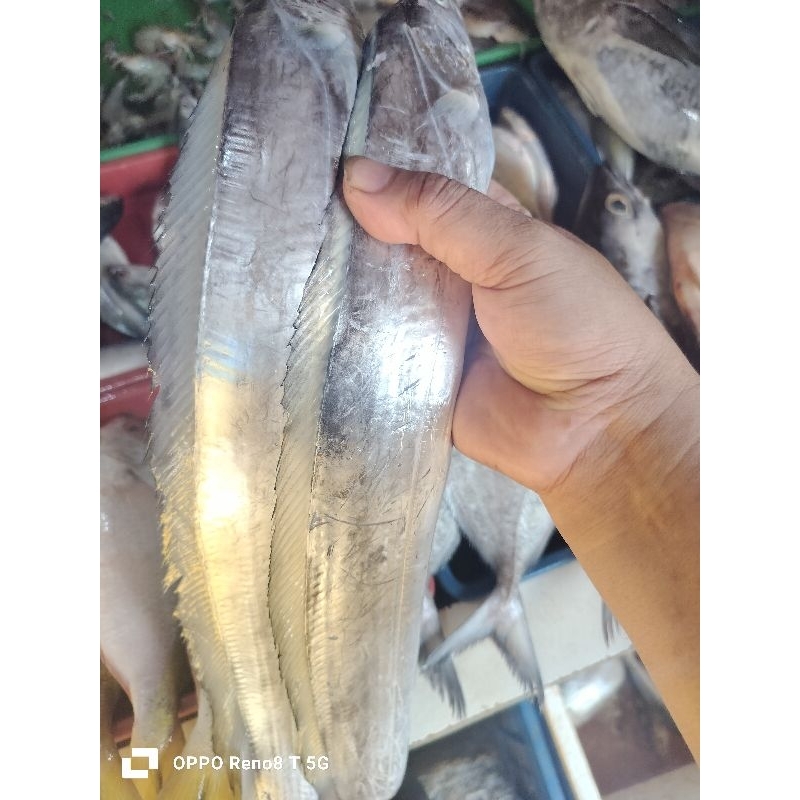 

Ikan Layur segar 500grm