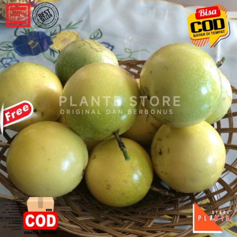 

BUAH MARKISA SEGAR BUAH BERKHASIAT PERBUTIR