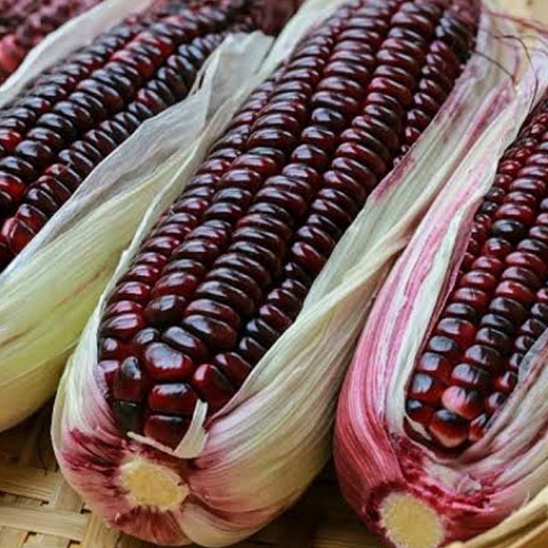 

JAGUNG KETAN UNGU 2 KG