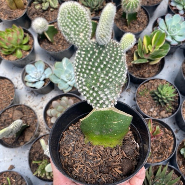 Tanaman Bunga Hias Kaktus Mini Dan Sukulen Premium Ukuran Sedang Diametr Pot 10cm Cocok Untuk Hiasan