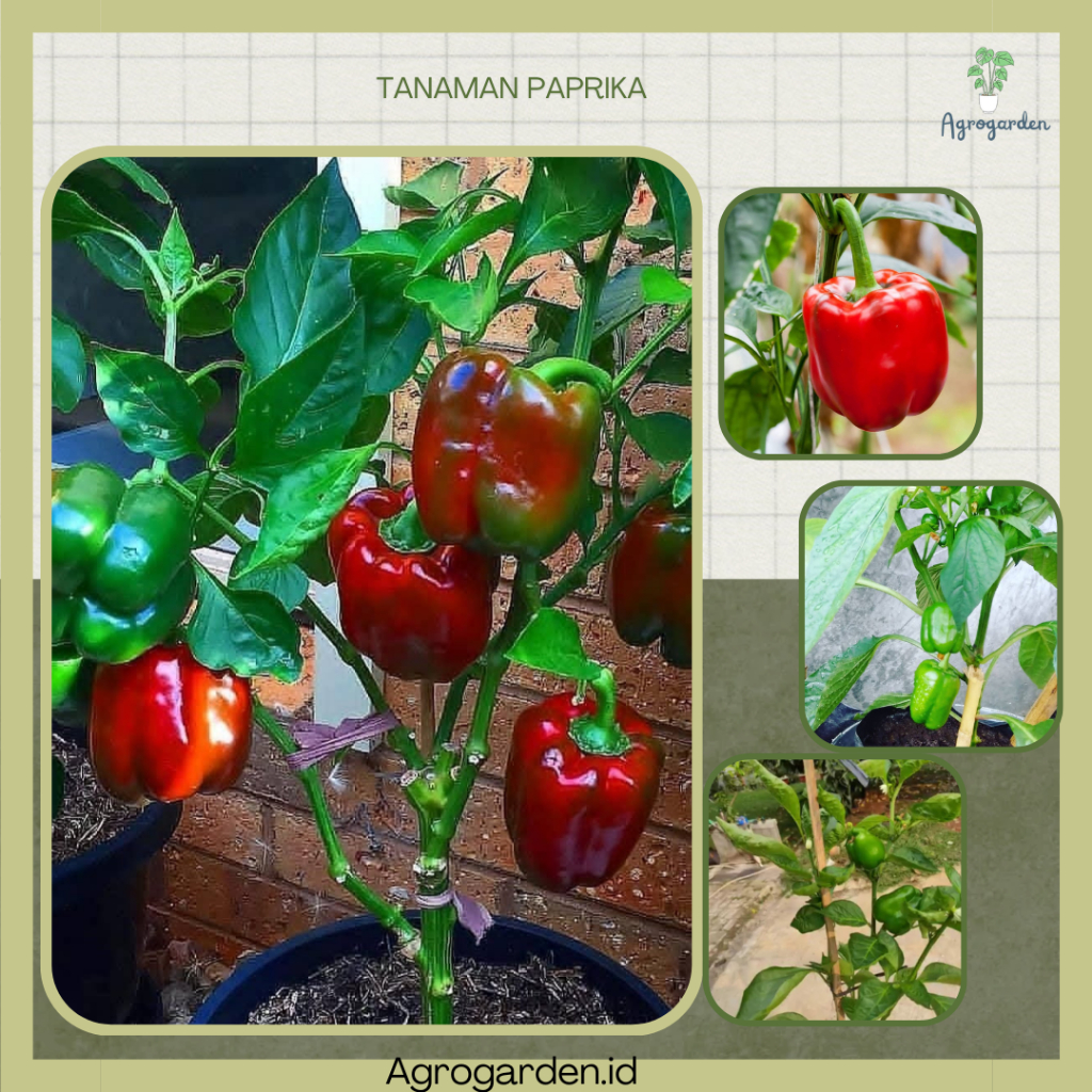 Bibit Tanaman Hidup Sayur PAPRIKA BERBUAH - Bibit Pohon Tanaman Buah Sayur Paprika Berbuah - tanaman