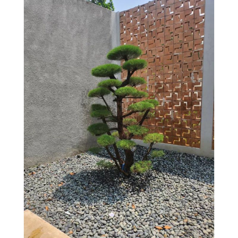 POHON Bonsai Cemara Udang / Pohon Hias Taman Bonsai Cemara Termurah