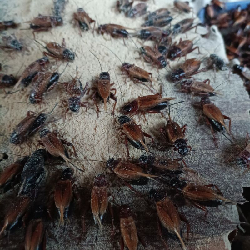 Telur Jangkrik Genggong/kalung kemasan 500gram