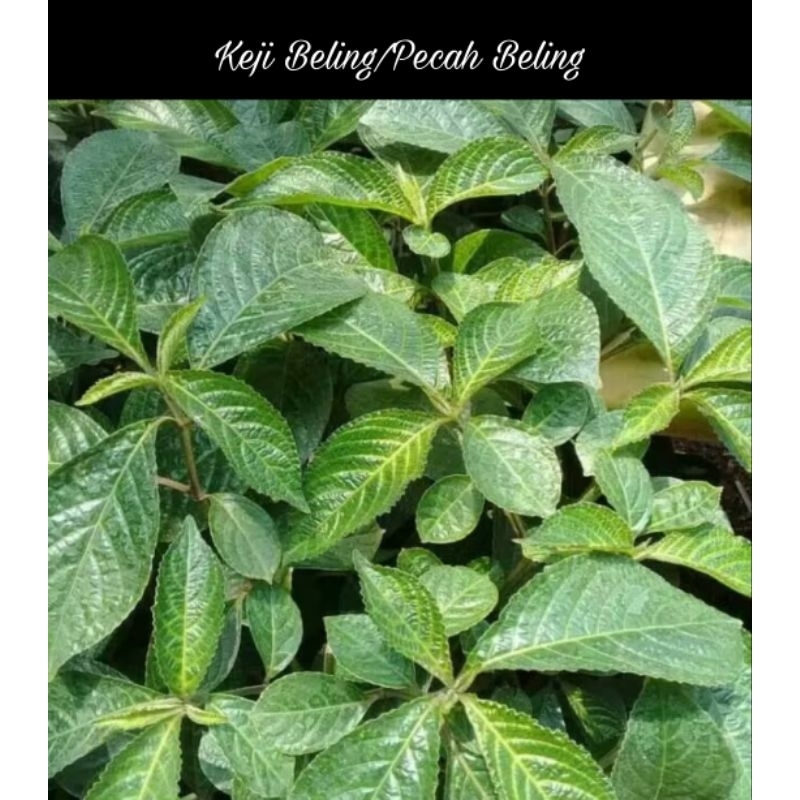 

Daun Keji Beling/Pecah Beling 500 gr