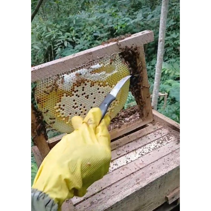 

Madu Lebah Asli 250 gr