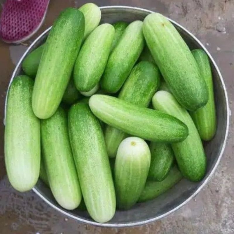 

Timun Beby / Timun lalap berkualitas