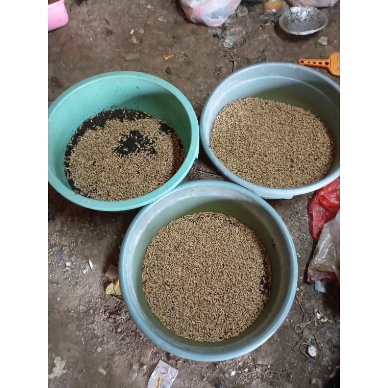 Maggot BSF Fresh Hidup 100 gram