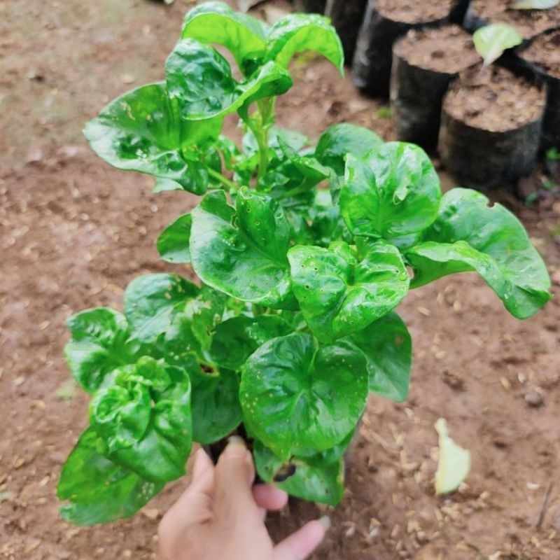Bibit Bayam Brazil