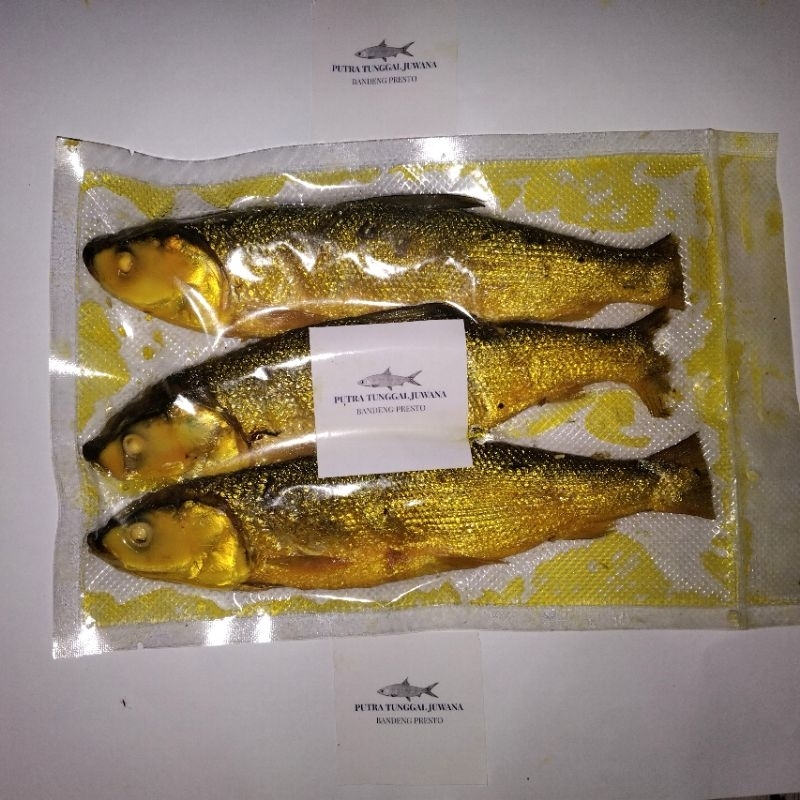 

BANDENG JUWANA PRESTO ISI 3 ( DURI LUNAK) PUTRA TUNGGAL JUWANA