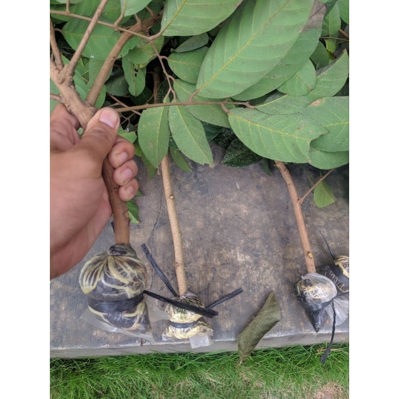 Bibit Cangkok Rambutan Binjay