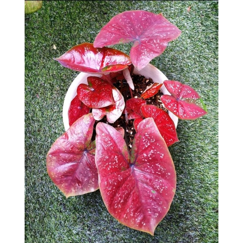 Caladium DOH - tanaman hias keladi DOH cantik murah merah