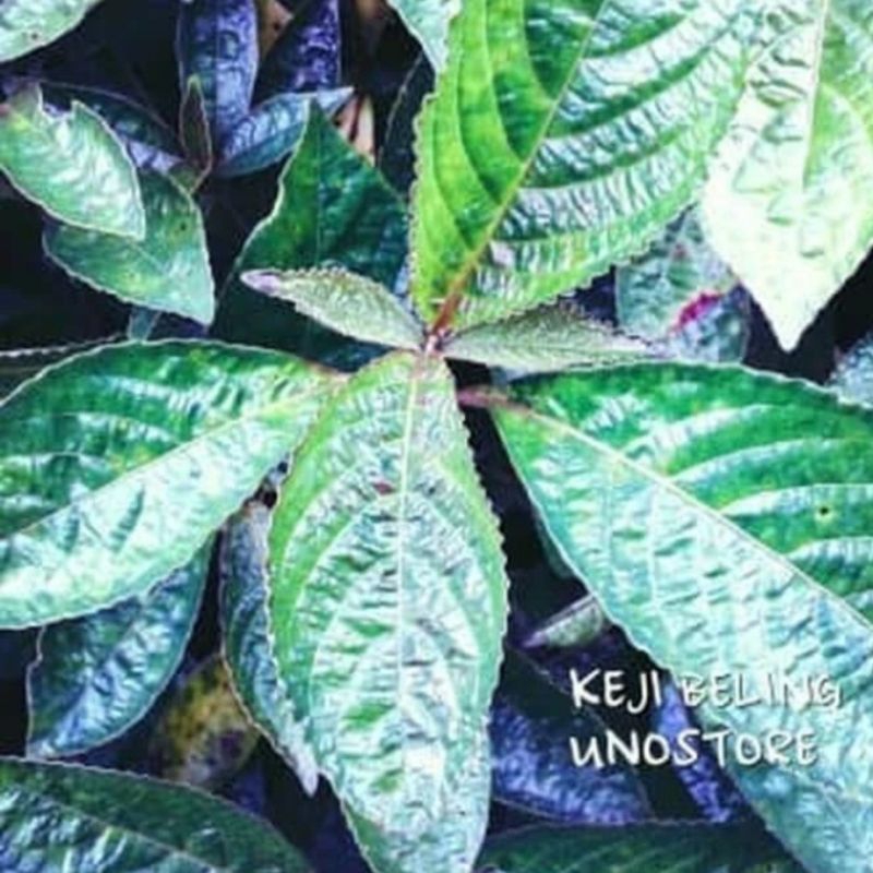 

Daun keji beling/PECAH BELING SEGAR Daun herbal 100gram