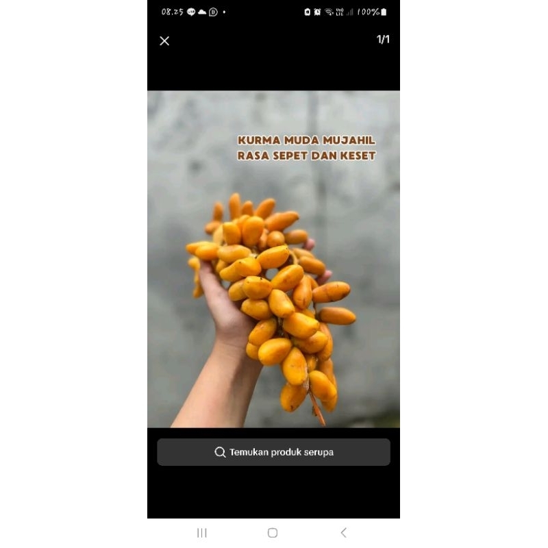 

Kurma Muda Muajahl Rasa Serupa