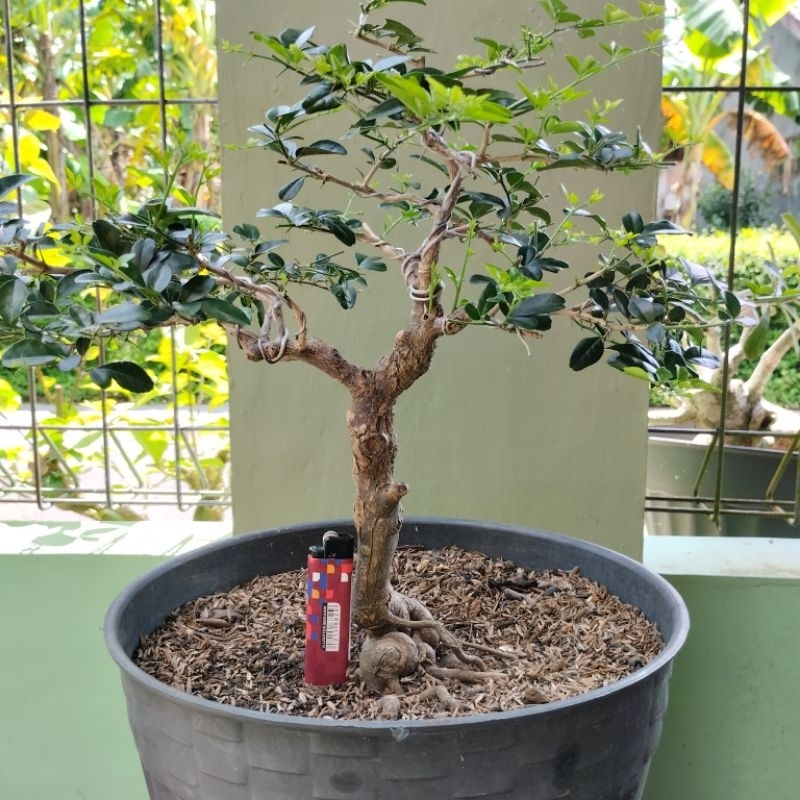 Bonsai Jeruk Kinkit | Bahan Bonsai Jeruk Kingkit