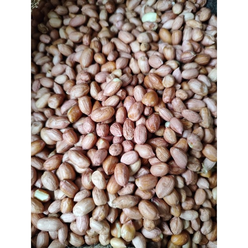 

KACANG TANAH BALI INDIA PUTIH 1kg